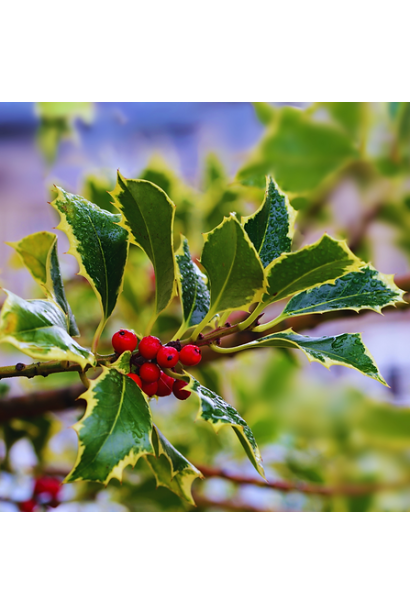Падуб Аргентея Маргіната в Україні